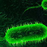 Cholera_bacteria