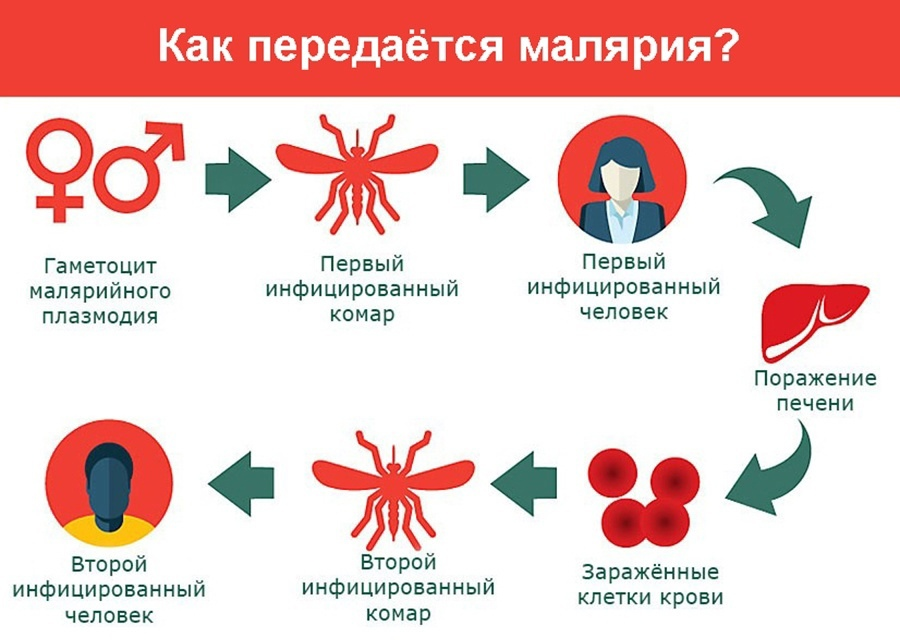 Малярийный плазмодий клиническая картина